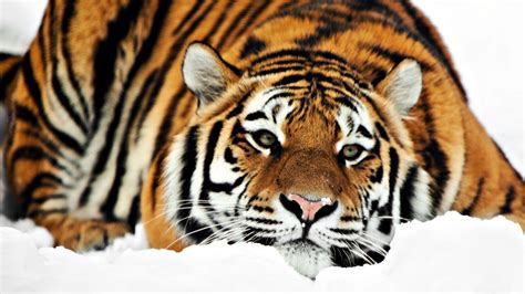 Siberian Tiger Wallpapers Wallpaper Cave