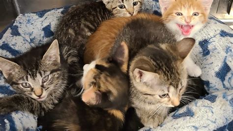 Antietam Humane Society Is Looking For Foster Homes For Kittens