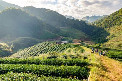 Tea Plantation Beautiful Landscape Famous Stock Image Image Of Asia