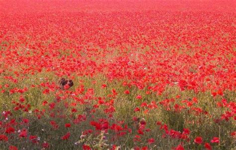Poppy Fieldred Flower Field 3 Comments Hi Res 720p Hd