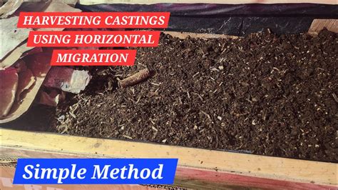 Harvesting Worm Castings Horizontal Migration Explained YouTube