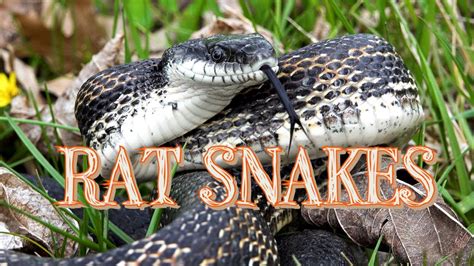 Rat Snakes In Southern Illinois Youtube