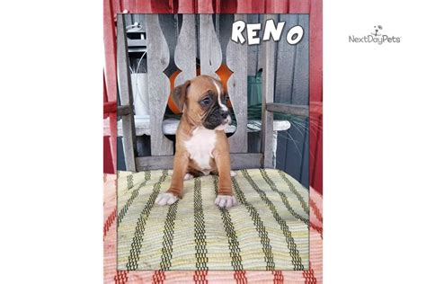 Below is a sample search of our boxer breeders with puppies for sale. Reno: Boxer puppy for sale near Akron / Canton, Ohio ...