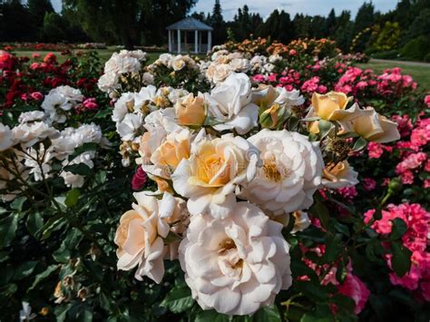 Beautiful Rose `sweet Honey` Kormecaso With Large Clusters Of Soft