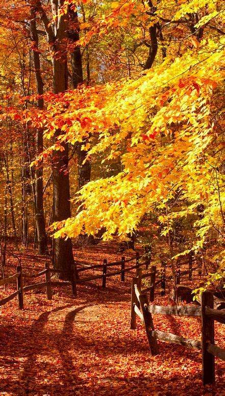 Autumn Trail Through Mother Nature Moments Beautiful Mother Nature
