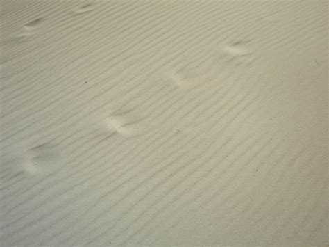 Free Images Beach Sand Wing White Floor Ceiling Line Tile