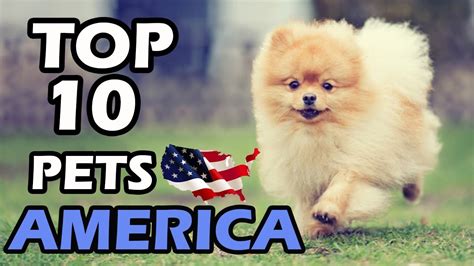 Top 10 Most Popular Pets In America Youtube