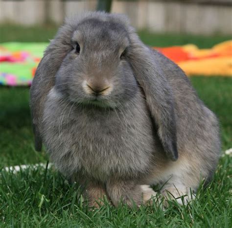The French Lop Rabbit The Largest Breed Of Rabbit With Lop Ears The