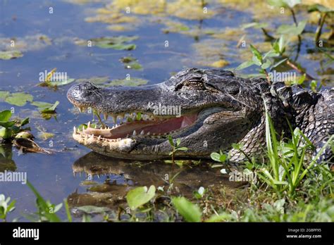 Swimming Alligator Hi Res Stock Photography And Images Alamy