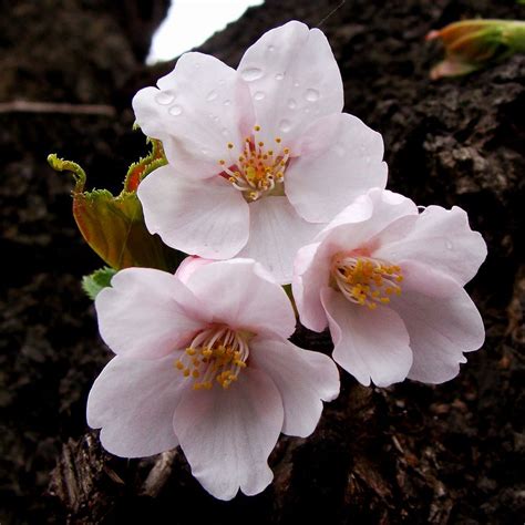 ファイルソメイヨシノの花 Wikipedia
