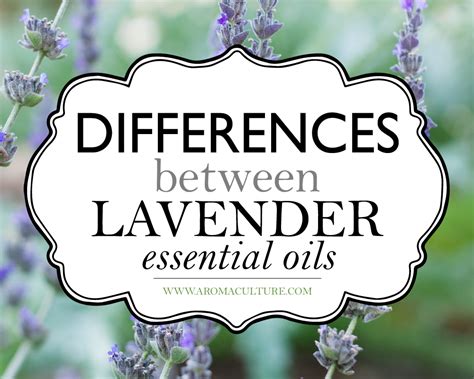 The Differences Between Lavender Essential Oils — Aroma Culture