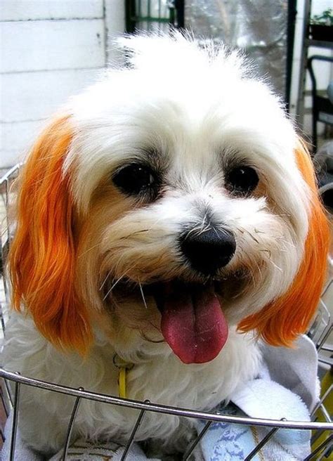 Try the following natural hair dyes if you're looking for alternative ways to color your hair. How to Dye a Dog's Hair at Home Using Kool-Aid | PetHelpful