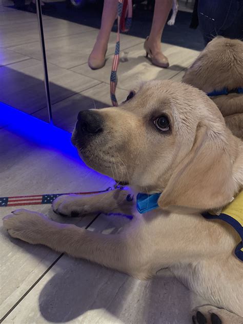 Katie Pavlich on Twitter: ". @AndreaMcCarren’s latest @ccanine Maverick!…