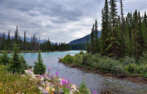 Wildflowers Trees A River And The Canadian Rockies Banff National