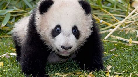 Panda Palooza Six Giant Panda Cubs Born At San Diego Zoo Youtube