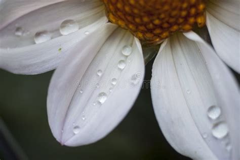 White Dahlia Flower With Water Droplets Stock Image Image Of Flower