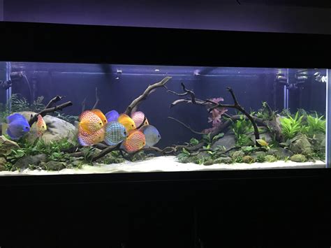 My 180 Gallon Planted Discus Tank Is Now Stocked Raquariums