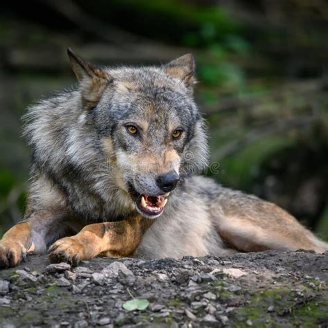 Gray Wolf Canis Lupus In The Summer Light In The Forest Stock Photo