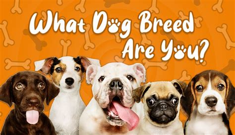 What Dog Breed Are You Which Of The 195 Breeds Matches You