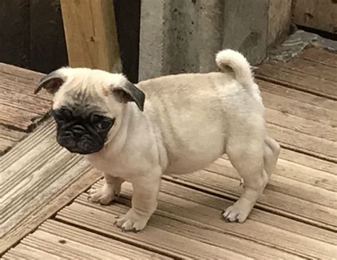 Pug Puppies For Sale Joint Base Andrews Md 233850