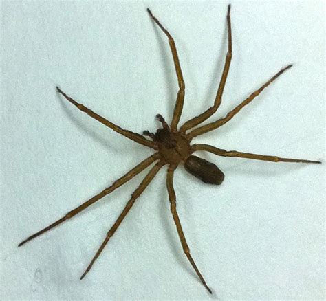 Brown Recluse Whats That Bug