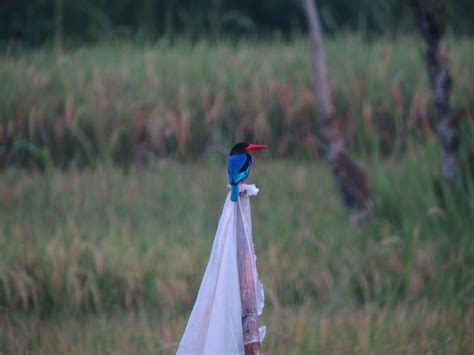 再びジャワショウビンjavan Kingfisher レッドドラゴンの鳥見旅行記