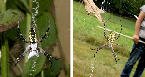 Native Animal Profile Black And Yellow Garden Spider