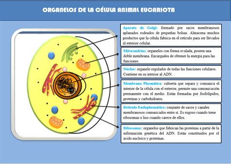 Histoembriologia La CÉlula Animal Eucariota