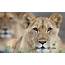 Panthera Leo African Lion  Characteristics Habitat & Facts