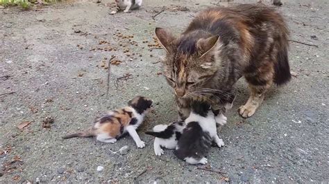 Best cat food for irritable bowel syndrome and sensitive stomach: Baby kittens meowing very loudly for mom cat - YouTube