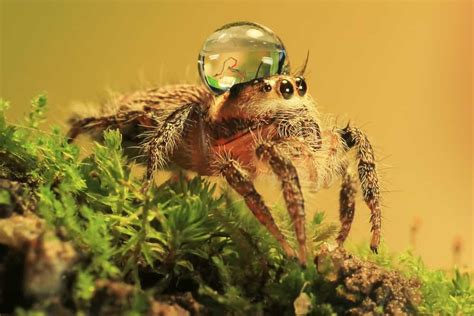 Spider Dew And Damself Reflection By Photographer Uda Dennie