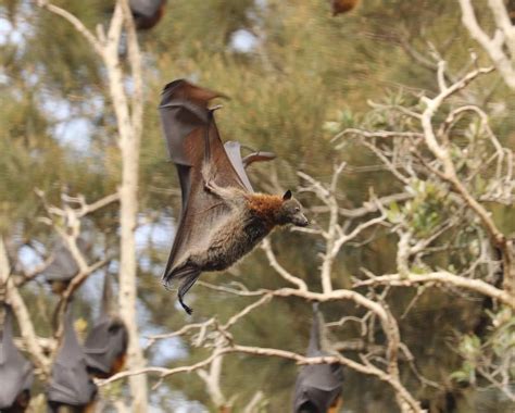 171 Photos Of Flying Foxes Photo Mammals Fox