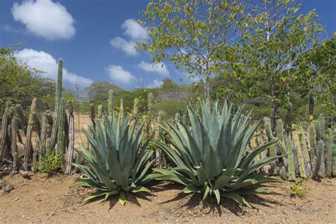 Trying to make a cactus grow bigger/taller/fatter faster is not a good idea. Native Plants for Container Gardening in the Southwest ...