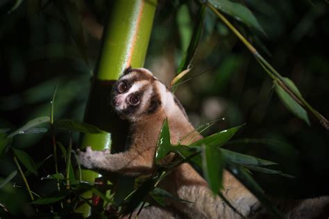 Pygmy Slow Loris Pet