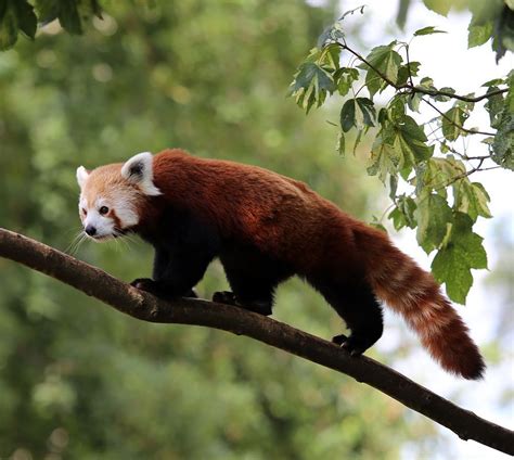 Red Panda Photo By Stuart Munro — National Geographic Your Shot Cute