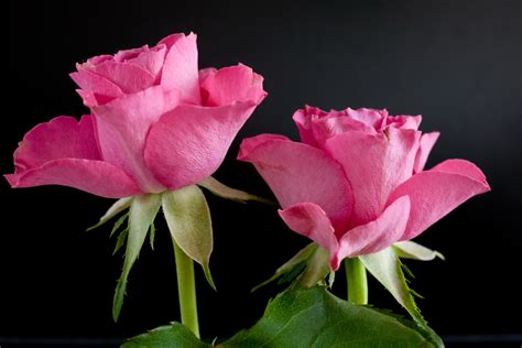 Fondos De Pantalla 2048x1368 Rosas Rosa Color Flores Descargar Imagenes
