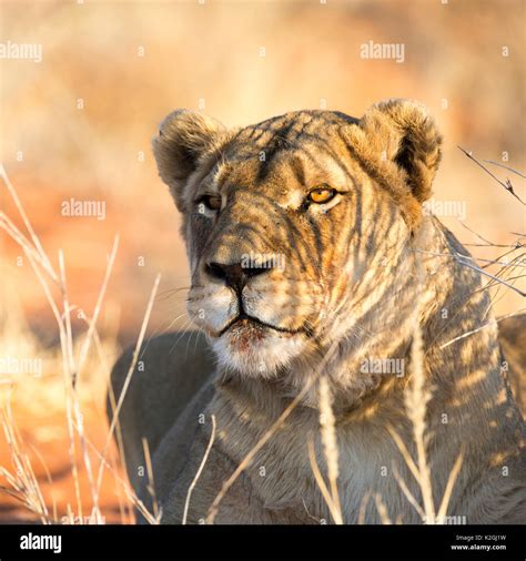 Lioness Sunset Hi Res Stock Photography And Images Alamy