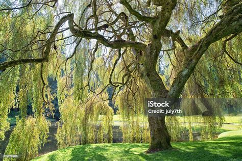 Weeping Willow Tree Stock Photo Download Image Now Weeping Willow