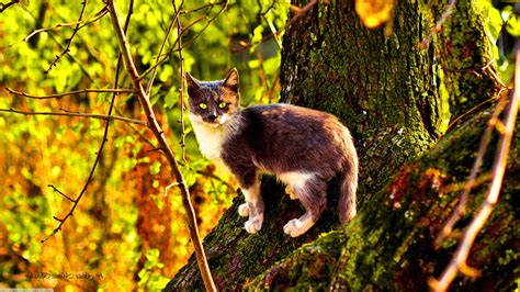 nature, Cat, Trees, Twigs, Animals, Moss Wallpapers HD / Desktop and ...