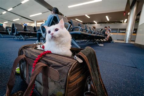 How To Travel With A Cat Anna Everywhere