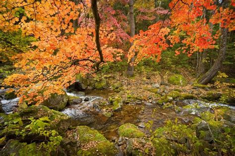 Fall Forest Stream Elomovsky With Red Maple Trees In Russian Primorye Stock Photo Colourbox