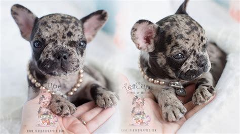 Go to website to see more ! Adorable Rare Merle French Bulldog | Teacups, Puppies ...