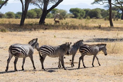 Zebras Close Up Tarangire National Park Tanzania Stock Photo Image