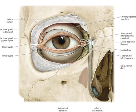 Anatomy Of The Orbit And Paranasal Sinuses Ento Key