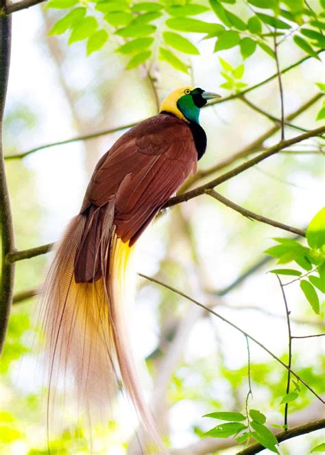15 Of The Most Beautiful Birds In The World Pictures Videos