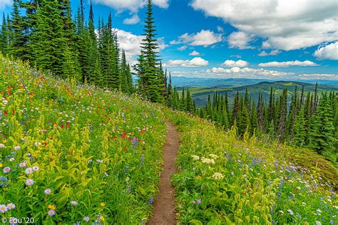 5k Free Download Mountains Path Trees Flowers Grass Hd Wallpaper