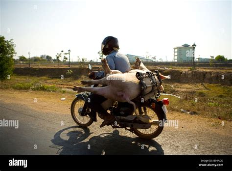 man riding a motorcycle with pig on the back along the highway from ...