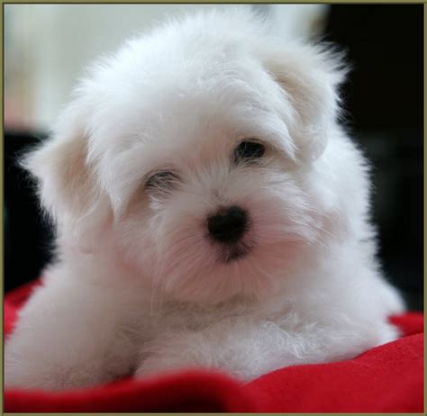 Coton Du Tulear Coton De Tulear Dogs Cute Dogs Coton De Tulear Puppy