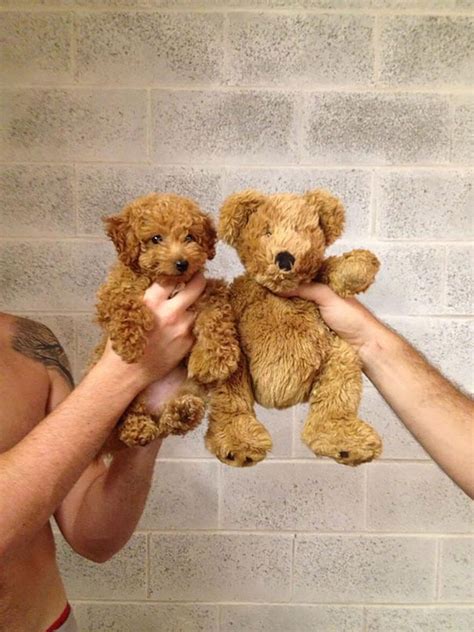 27 chubby puppies that could easily be mistaken for teddy bears