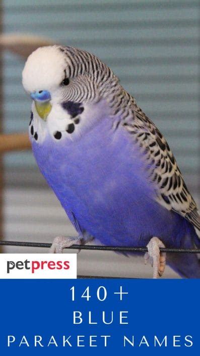 140 Blue Parakeet Names To Give Your Cute Blue Pet Parakeet